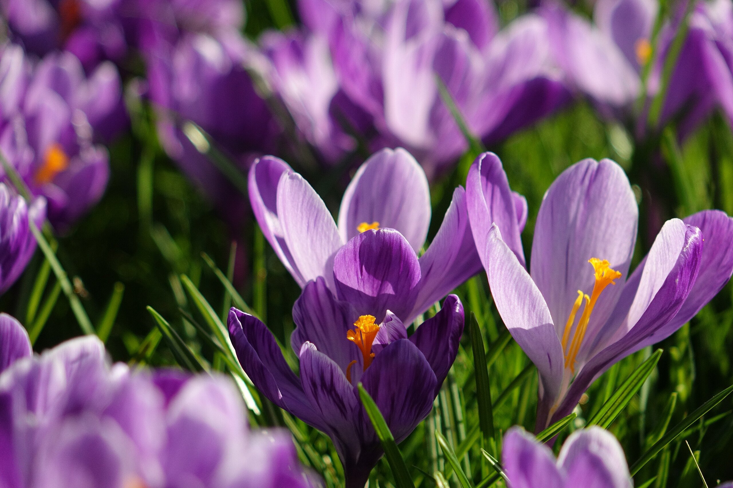 Een nieuwe lente, een nieuwe website