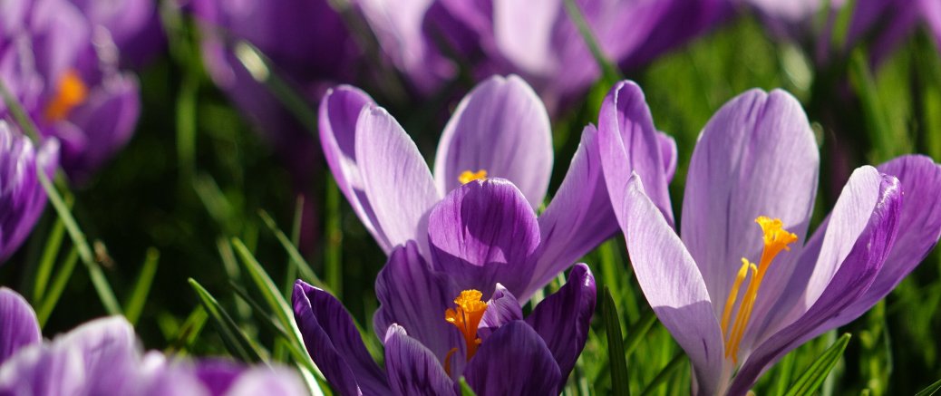 Een nieuwe lente, een nieuwe website